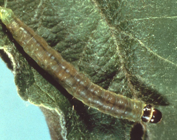 The image shows an obliquebanded leafroller larva. Its body is green and segmented. On both sides of the upper abdomen it is a lighter shade and there is a thin dark line down the center of the entire abdomen. The tail end is a bright green. The head is glossy black.