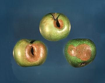 The image shows three apples with damage from OBLR larva feeding. Positioned in a triangle. The top and bottom left apples have holes with browning surrounding them. The bottom right has a large brown spot covering about 50 percent of the side of the apple seen.
