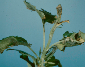 The image shows a cluster of leaves with injury caused by OBLR larvae. Three leaves can be seen rolled into tight tube like shapes.