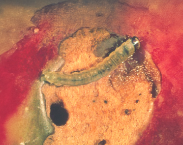 The image shows an OBLR lara feeding on the surface of an apple.The exposed flesh of the apple is discolored orange. There are multiple dark circles where direct feeding of the flesh had occurred.