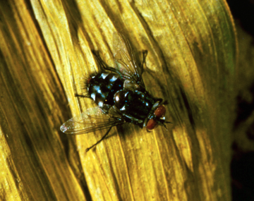 A tachinid parasitoid fly of corn earworm that is about the size of a marble. The fly has a black, hairy body with clear wings and red eyes. 