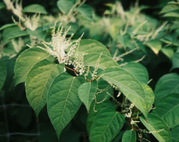 Japanese Knotweed