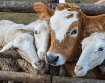 Cow and sheep