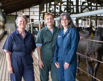 Veterinarians in a cow barn
