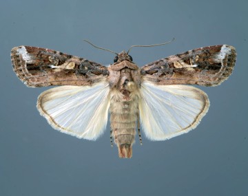 A specimen of a FAW moth laid out flat with its wings fully spread out. Its wingspan is about the length of a house key. It has a brown, hairy body with white hindwings and brown forewings. The forewings have a hairy texture similar to the body. 