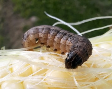 A FAW larva on a yellow ear of corn. The larva has a brown body with a darker brown head. In the center of the face is a distinct inverted “Y” shape with a pale color. 