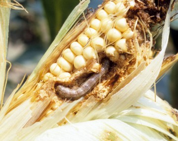 An ear of corn with its husk pulled back exposing its tip. There is a single brown FAW larva burrowed into the ear feeding on the kernels of corn. The ear already has evidence of larval feeding, with brown frass covering most of the tip where kernels used to be. 