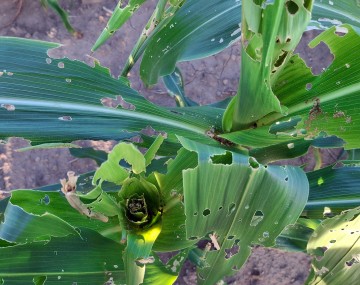Two green damaged stalks of corn in a field. Both stalks have holes of various sizes from FAW larval feeding in their whorls. The stalk on the left is only about knee-high, since its growth was stunted by FAW from having its top stem eaten. 