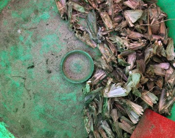 A green bucket trap used to collect FAW adult moths and monitor their population. A red strip of insecticidal tape is attached to the inner wall of the bucket to kill FAW moths that enter the trap. There is a pile of about 50 FAW moths in the bottom of the bucket that entered inside and died from the insecticide. 