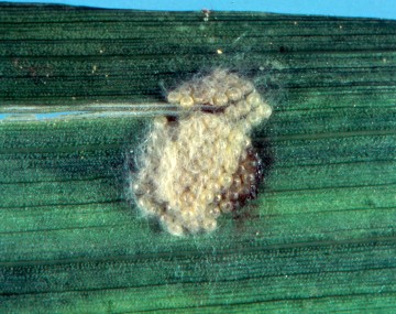 Cluster of multiple FAW eggs on a corn leaf. The eggs are each about the size of a pine-head and have a yellow color. The eggs are covered with thin, wispy, gray hairs from the female moth. 