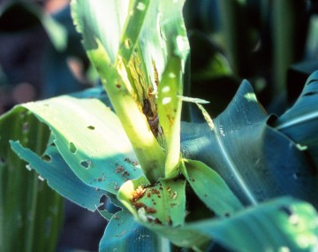 A stalk of corn that has leaves ridden with holes from FAW larval feeding. There is a brown FAW larva about the size of a quarter in the center of the whorl of leaves near the corn’s tassels. The larva is feeding on the tassel, leaving brown sandy frass behind. 