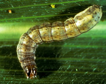 A green FAW larva about the length of a quarter resting on a corn leaf. The larva has a brown head with black pin-head sized dots along its body. Notably, there are four black dots in the shape of a square at the rear of its body. 