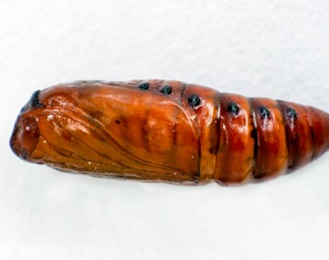 A brown FAW pupa about the size of a quarter. The surface of the pupa has a glossy, rigid, rust-colored surface. The bottom end of the pupa is tapered to a blunt tip, while the top of the pupa has the faint outline of the insect’s wings under the surface. The body is broken up into segments, and each segment has a single black dot on its right side. 