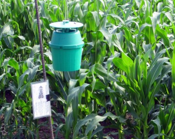 A green plastic FAW trap shaped like a bucket. It is suspended off the ground from a pole and is placed next to a field. A raised lid is attached to the top of the trap. There is a hole in the top of the trap under the lid to capture and collect FAW moths. 