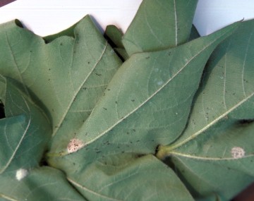 Recently hatched black FAW larvae that are about the size of the tip of a pen. They are spread out across the surface of a leaf, with multiple clusters of brown, wispy egg clusters on the leaf’s surface. 