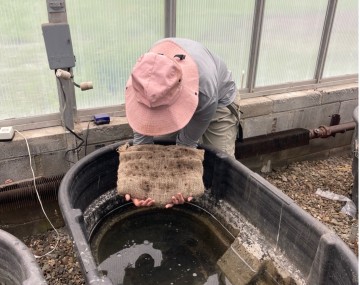 Photograph of a person holding a burlap sack with young aquatic plants above a large tank of water in a greenhouse.