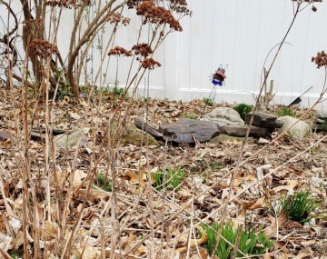 A backyard flower garden in early Spring, with layers of dead leaves on the ground and perennial flowers sprouting through them in the foreground.