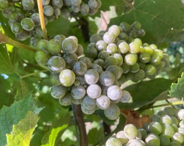 Un grupo de uvas verdes cubiertas con una sustancia blanca grisácea.