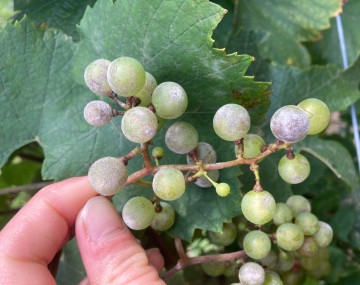 Un grupo de uvas verdes. Algunas uvas están cubiertas de pequeños puntos negros y tienen una coloración blanco grisácea con apariencia algodonosa. 