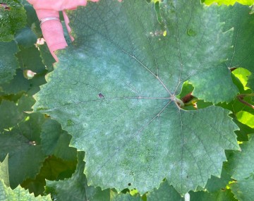 Hoja verde de vid con recubrimiento blanquecino o grisáceo de apariencia polvosa