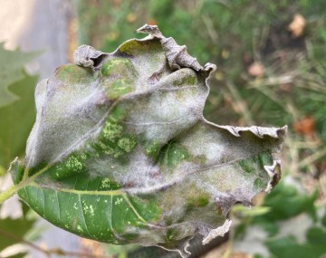 Una hoja de vid arrugada y con presencia de un recubrimiento blanquecino-grisáceo de aspecto difuso.