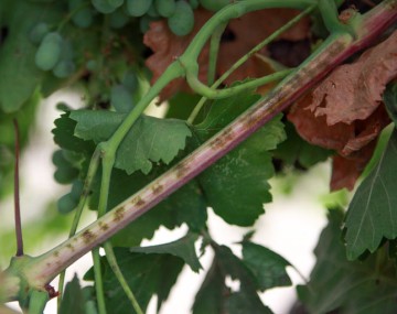 Un tallo de vid cubierto de manchas marrones.