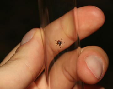 hand holding a glass tube with a tick 