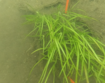Photograph of a green grassy plant underwater.