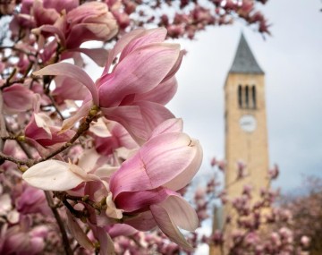 Flowering tree with McGraw Tower in the background