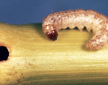 Un barrenador europeo del maíz de color marrón con una cápsula en la cabeza de color marrón oscuro, se encuentra sobre un tallo de cáñamo junto a un orificio de salida que perforó.
