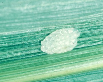 Masa de pequeños huevos de insectos blancos superpuestos sobre una hoja de maíz.