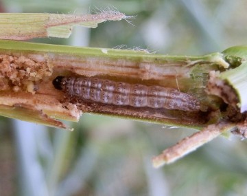Larva marrón dentro de un tallo de maíz ahuecado y doblado.