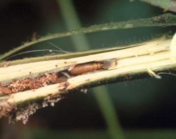 Sección transversal del tallo de una planta doblada y rota con una pequeña pupa marrón en su interior.