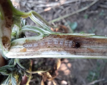 Oruga color canela con cabeza marrón e hileras de manchas en cada segmento del cuerpo, en un tallo de cáñamo abierto que estaba perforado.