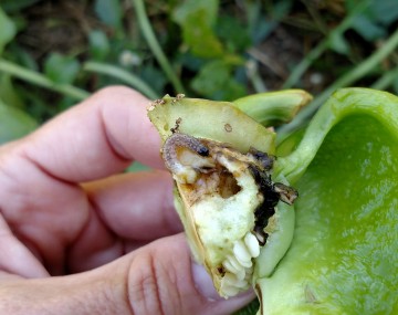 Oruga bronceada y daños por alimentación dentro de un pimiento verde que se ha abierto para revelar el interior