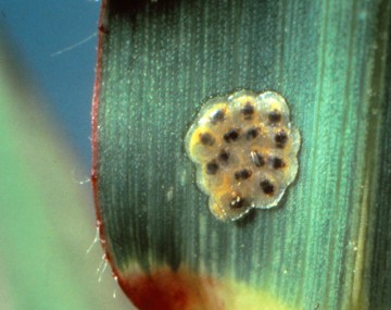 Masa de huevos de insectos de color ámbar con centros negros superpuestos sobre una hoja de maíz.