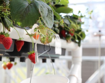 Strawberries in greenhouse