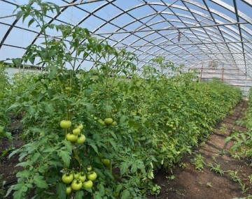 Tomatoes growing in high tunnel