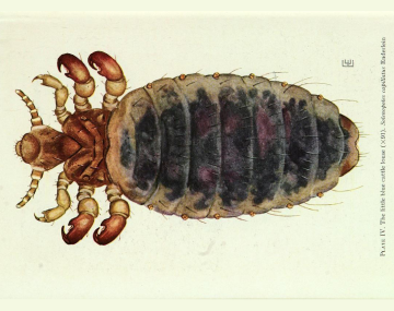 Magnified (x91) top-down view of a little blue sucking louse. The louse has a broad, oval-shaped body with segmented plating that darkens toward the center, displaying shades of gray, blue, and purplish tones. Along the body edges are small, evenly spaced orange-brown nodes where hairs emerge. The head is smaller than the body and rounded, with two short, segmented antennae extending outward.