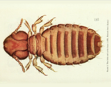 Magnified (x97) top-down view of a little red chewing louse. The head is large in proportion to the abdomen compared to other species in this fact sheet and has a blunt triangle shape with the base attached to the abdomen. The antennae extend out to the sides and slightly backward.