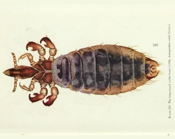 Magnified (x64)top-down view of a long nosed sucking louse. The head is elongated compared to the other species and has two short antennae with multiple segments. The six short legs each end in curved reddish-brown pincers. The body is heavily segmented, tan at the edges and blue‑grey in the center. The abdomen broadens toward the middle and narrows again near the tail end, with fine hairlike structures visible along the edges.
