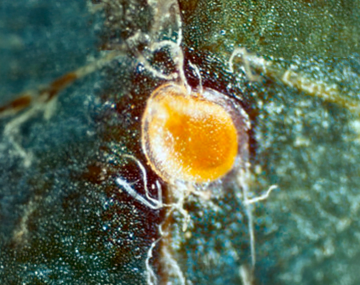 Oriental Fruit Moth egg. The center of the egg is a rich yellow color. The outer membrane is thin and translucent.