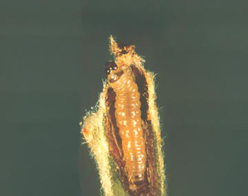 A close-up on an Oriental Fruit Moth larvae. The image is oriented at a top down view of the larvaes posterior. The head is dark brown. The thorax is a pale beige. From the front end of the thorax to the back end the coloration grades from a light brown to orange and back to a light brown. Pronounced spiracles and pinacula run along the length of the body.