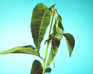 Damage to a peach shoot. One leaf hanging dead, wilted and the petiole browned. The remaining leaves and stem of the shoot are healthy in comparison.