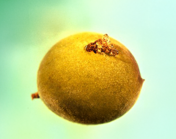 frass left behind on the surface of a peach fruit where an OFM maggot had burrowed into the fruit.