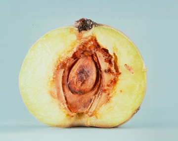 A cross-sectional view of OFM maggot feeding damage on a peach fruit. The entry point is marked by the frass clump. Around the pit of the fruit, there is browning and hollowed areas where the maggot has fed.