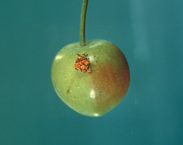 Orange-colored, clumpy frass left behind on the surface of an apple where an OFM maggot had burrowed into the fruit.