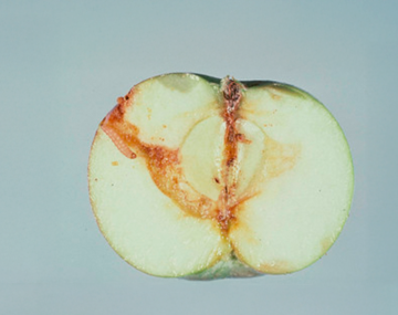 Cross-sectional view of the damage caused by an oriental fruit moth feeding on the inside of an apple. A browned path from the skin of the apple to the core is the focus of the image.