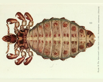Magnified (x41) top down view of a short nosed sucking louse. The head features two short antennae with multiple segments. The six short legs each end in curved reddish-brown pincers. The body is oval and heavily segmented, with each segment showing beige and gray‑green coloration with darker circular markings. The abdomen broadens toward the middle and narrows again near the tail end, with fine hairlike structures visible along the edges.