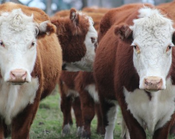 two beef cows stand side by side looking into the camera
